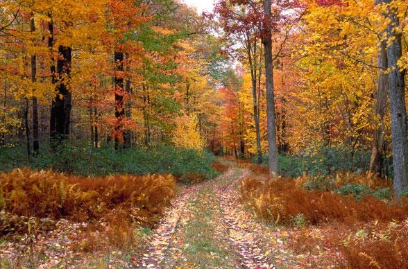 FallFoliage