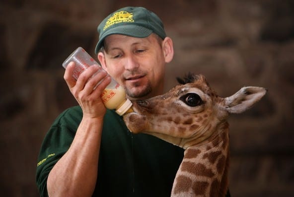 What Qualifications To Become A Zoo Keeper